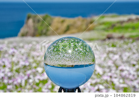 【大成古墳群展望台 (満開の浜だいこんの花)(水晶玉)】 京都府京丹後市竹野大成 104862819