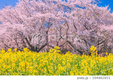 青空に映える菜の花と桜並木 国営昭和記念公園 青空に映える菜の花と桜並木 国営昭和記念公園 104862851