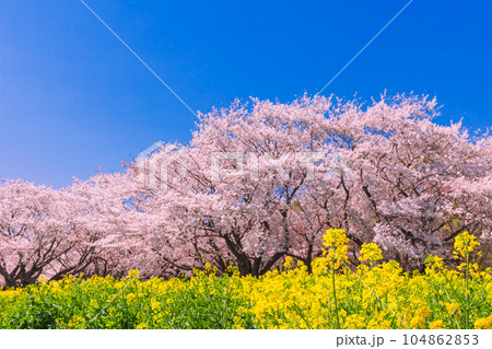 青空に映える菜の花と桜並木　国営昭和記念公園 104862853