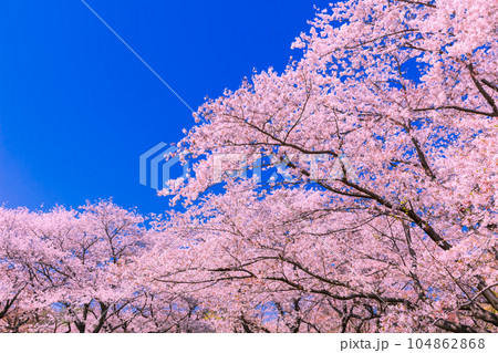 青空に映える桜 国営昭和記念公園 青空に映える桜 国営昭和記念公園 104862868