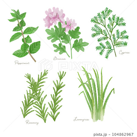 ハーブ・アロマセット ハーブ・アロマセット 104862967