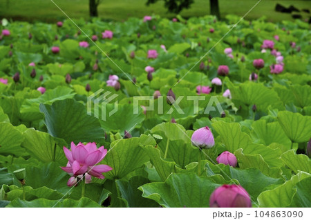 古代ハス咲く行田市古代ハスの里 104863090