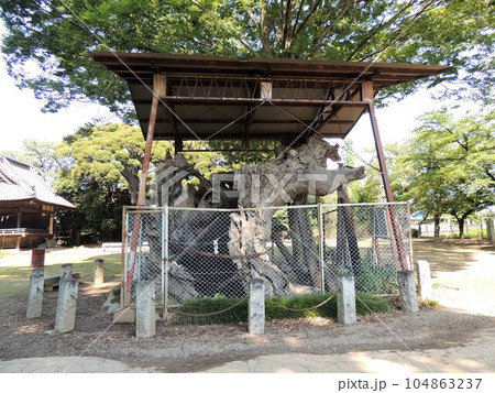 鹿島神社　深谷市 104863237