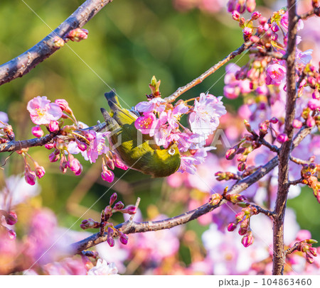 ピンク色の河津桜の蜜を吸うメジロ 104863460