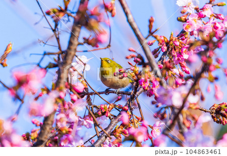 河津桜にとまるメジロ 104863461