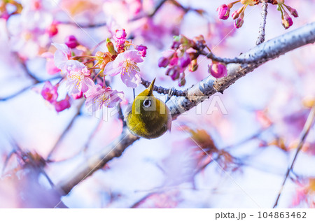 河津桜にとまるメジロ 河津桜にとまるメジロ 104863462