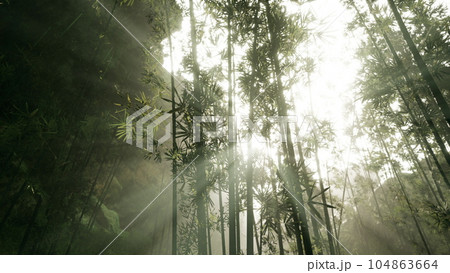 Green bamboo forest in the morning sunlight 104863664