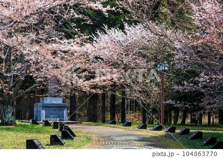 北海道新ひだか町、桜が咲き誇る桜舞馬公園（オウマイホースパーク）【4月】 104863770