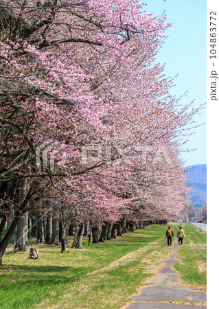 北海道新ひだか町、約2200本の桜が咲き誇る二十間道路の桜並木【4月】 北海道新ひだか町、約2200本の桜が咲き誇る二十間道路の桜並木【4月】 104863772