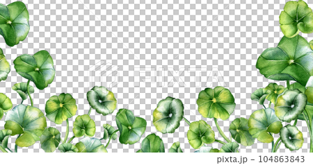 Board of centella asiatica, herbal plants watercolor illustration isolated on white. Pennywort, gotu kola, rounded leaves banner hand drawn. Design for package, label, herbal plants background Board of centella asiatica, herbal plants watercolor illustration isolated on white. Pennywort, gotu kola, rounded leaves banner hand drawn. Design for package, label, herbal plants background 104863843