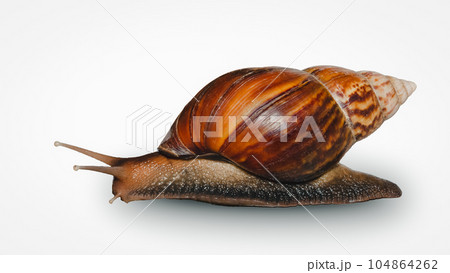 Garden snail on white background 104864262