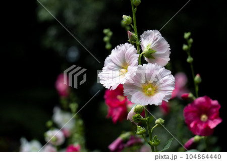 葵の花 葵の花 104864440