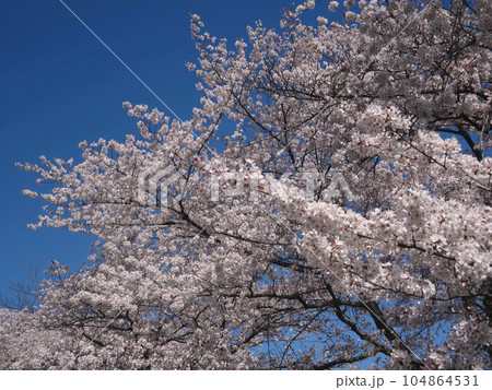 川越 新河岸川の桜 104864531