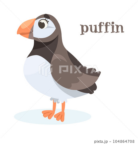 Puffin Bird with Large Beak as Animal of North Vector Illustration Puffin Bird with Large Beak as Animal of North Vector Illustration 104864708