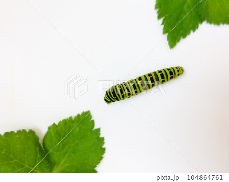 アゲハ蝶　アゲハチョウ　キアゲハ　蝶　チョウ　幼虫 104864761