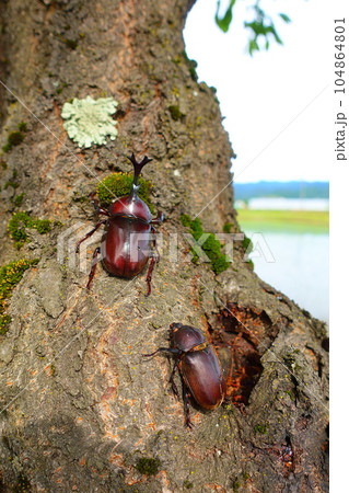 カブトムシ　クワガタムシ　夏休み　子供 104864801