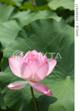 大賀蓮 田丸城址 大賀蓮 田丸城址 104864877