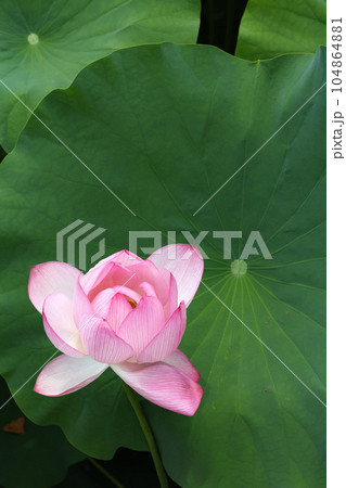 大賀蓮　田丸城址 104864881