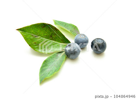 ブルーベリー 無農薬 ブルーベリー 無農薬 104864946