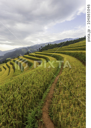 Green terraced rice fields in the rainy season at Mu Cang Chai, Yen Bai, Vietnam Green terraced rice fields in the rainy season at Mu Cang Chai, Yen Bai, Vietnam 104865046