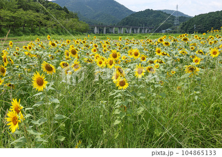 ひまわり　玉城町 104865133