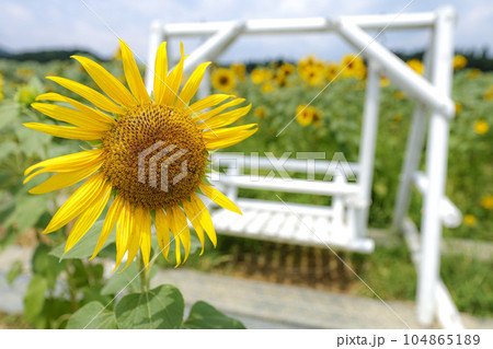 ひまわり　玉城町 104865189