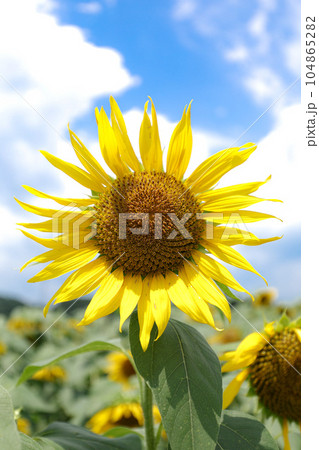 ひまわり 玉城町 ひまわり 玉城町 104865282
