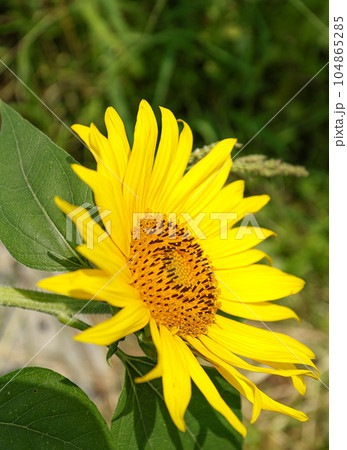 ひまわり　玉城町 104865285