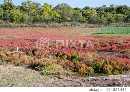 岡山県浅口市寄島町のアッケシソウ自生地 104865453