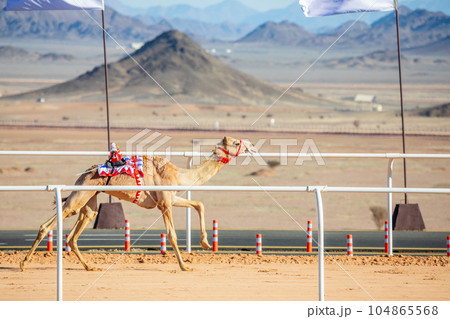 Camel racing for the king's cup, Al Ula, Saudi Arabia Camel racing for the king's cup, Al Ula, Saudi Arabia 104865568