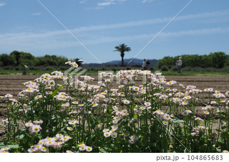 ハルジョオンの花 ハルジョオンの花 104865683