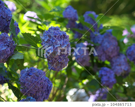 淡い紫色の紫陽花 104865713
