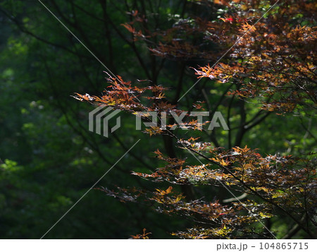 夏に紅葉するモミジ 夏に紅葉するモミジ 104865715