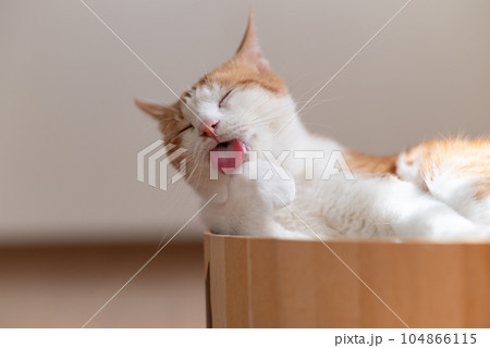 毛繕いをする猫 茶トラ白 毛繕いをする猫 茶トラ白 104866115