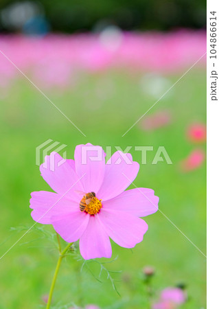 コスモス畑の一輪とミツバチ コスモス畑の一輪とミツバチ 104866614
