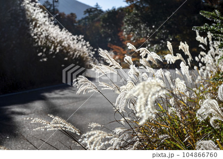 秋のえびの高原 104866760