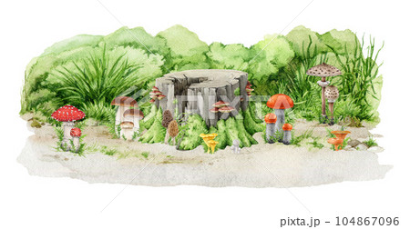 Various forest mushroom groups growing on the ground with tree stump. Natural forest image. Watercolor painted illustration. King bolete, chanterelle, fly agaric, parasol mushrooms in natural scene Various forest mushroom groups growing on the ground with tree stump. Natural forest image. Watercolor painted illustration. King bolete, chanterelle, fly agaric, parasol mushrooms in natural scene 104867096