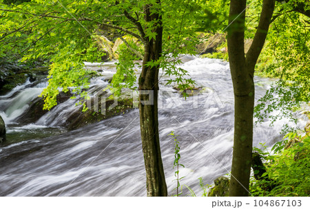 新緑の美しい菊池渓谷 新緑の美しい菊池渓谷 104867103