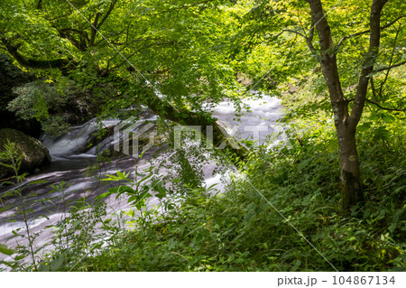 新緑の美しい菊池渓谷 新緑の美しい菊池渓谷 104867134