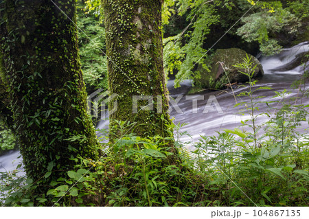 新緑の美しい菊池渓谷 104867135