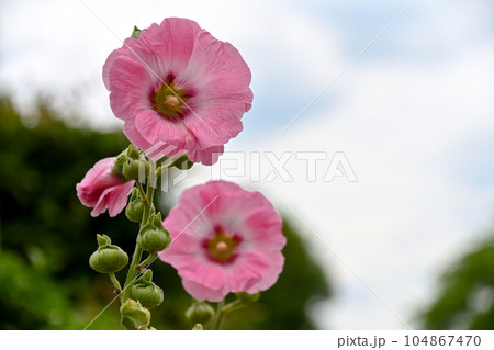 タチアオイ 104867470