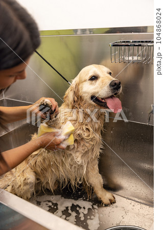 Grooming salon concept Grooming salon concept 104868024