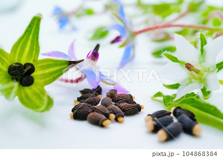 白背景に並べられた青と白色のルリジサの花と萼についた黒い熟れた種と採取した種の比較のクローズアップ 104868384