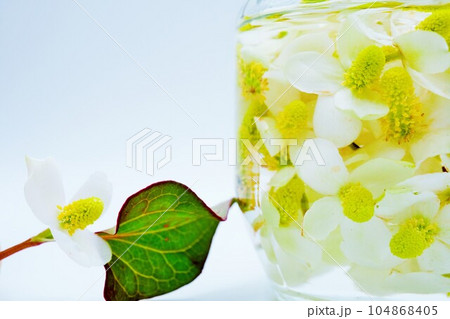 白バックに置かれたドクダミの花と葉とガラス瓶に入れられたドクダミのハーブチンキ 104868405