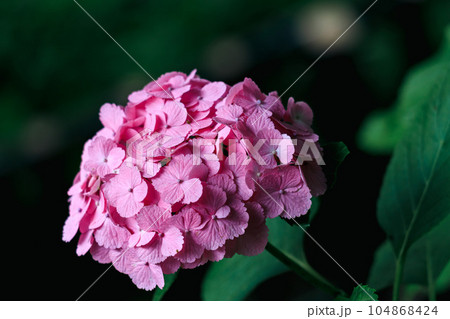 飛鳥の小径のピンク色の紫陽花 飛鳥の小径のピンク色の紫陽花 104868424