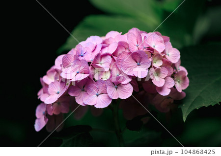 飛鳥の小径のピンク色の紫陽花 104868425