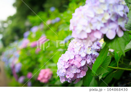 飛鳥の小径の薄紫色の紫陽花 飛鳥の小径の薄紫色の紫陽花 104868430