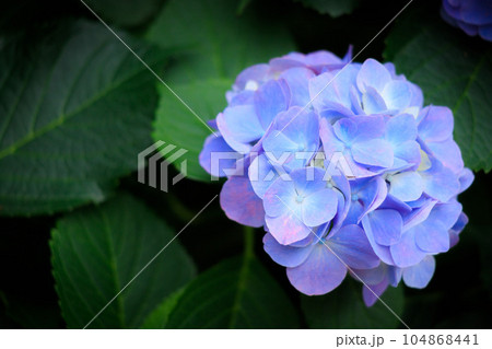 飛鳥の小径の青色の紫陽花 104868441