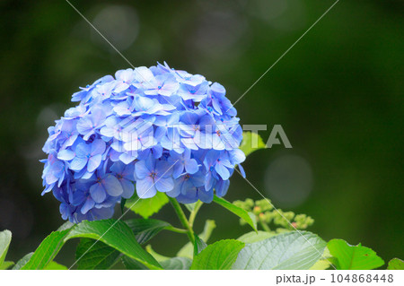 飛鳥の小径の水色の紫陽花 104868448