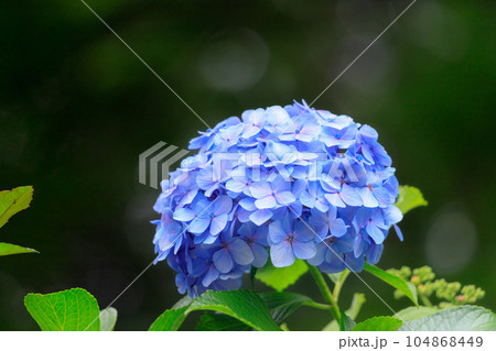 飛鳥の小径の水色の紫陽花 104868449